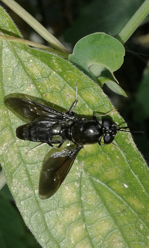 Hermetia illucens (Stratiomyidae)